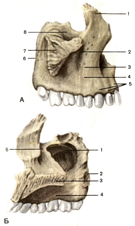 Клыковой ямки. Верхнечелюстная кость анатомия. Верхняя челюсть кость. Анатомия верхнечелюстной кости. Строение кости верхней челюсти.
