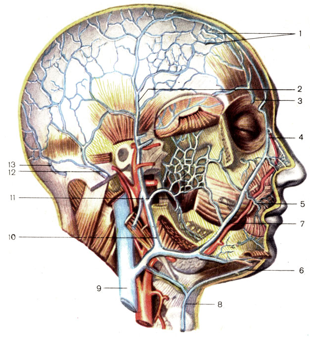 Лицевой нерв череп. Вена темпоралис суперфициалис. Наружная яремная Вена анатомия. Поверхностная височная Вена. Надглазничный нерв анатомия.