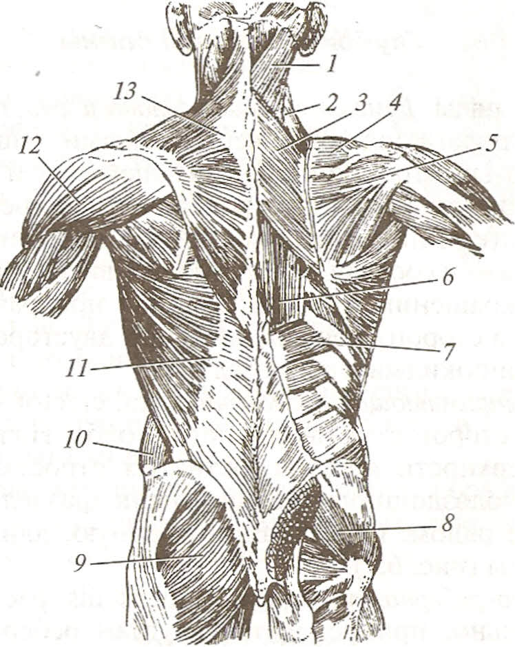 Фасции спины. Мышцы фасции и топография спины. Фасции спины анатомия. Фасции трапециевидной мышцы. Поясничный четырехугольник Грюнфельда-Лесгафта.
