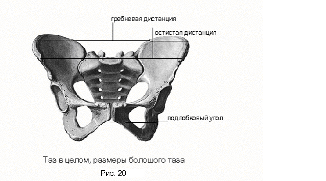 Нормальный таз. Таз верхний край симфиза. Гребневая подвздошная кость. Гребневая дистанция таза. Размеры большого таза остистая дистанция.