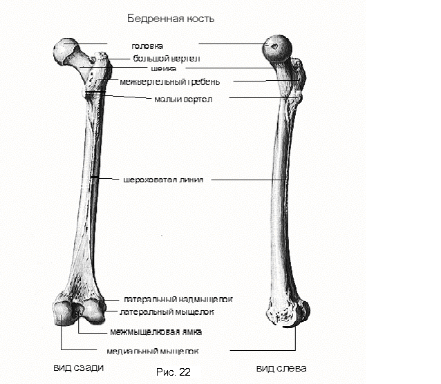 Сколько костей в бедре. Бедренная кость анатомия. Строение бедренной кости кратко. Бедренная кость анатомия строение. Шероховатая линия бедренной кости.