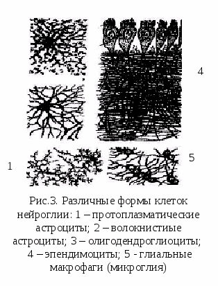 Глиальные клетки рисунок