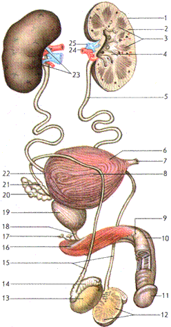 Строение мужского органа анатомия. Строение мужских половых органов. Строение половых органов мужчины. Схема строения мужской половой системы.