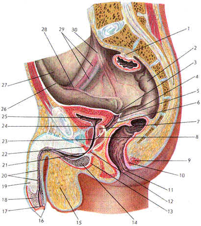 Анатомия женских половых органов. Анатомия женского малого таза. Мужские и женские половые органы. Анатомия органов малого таза у женщин. Название мужских и женских органов
