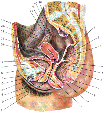 Анатомия женского влагалища. Женский половой орган в разрезе. Строение женского полового органа. Анатомия человека половые органы.