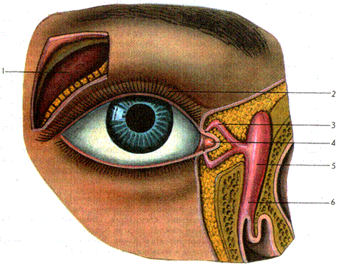 Слезный вспомогательный аппарат глаза. Вспомогательный аппарат глаза слезный аппарат глаза. Слезные органы вспомогательного аппарата глаза. Вспомогательный аппарат органа зрения анатомия. Вспомогательные строение глаза