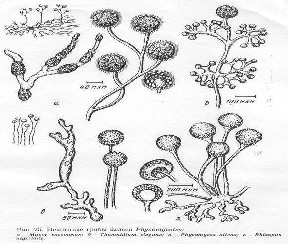 Споры низших грибов. Низшие грибы (фикомицеты).. Триходерма строение гриба. Фикомицеты грибы микробиология. Гаустории грибов.