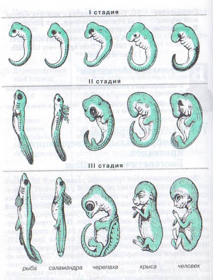 Наличие у зародыша человека. Эмбриологические доказательства сходства зародышей. Этапы развития зародышей человека и позвоночных. Стадии развития зародыша позвоночных животных. Сходство эмбрионов позвоночных.
