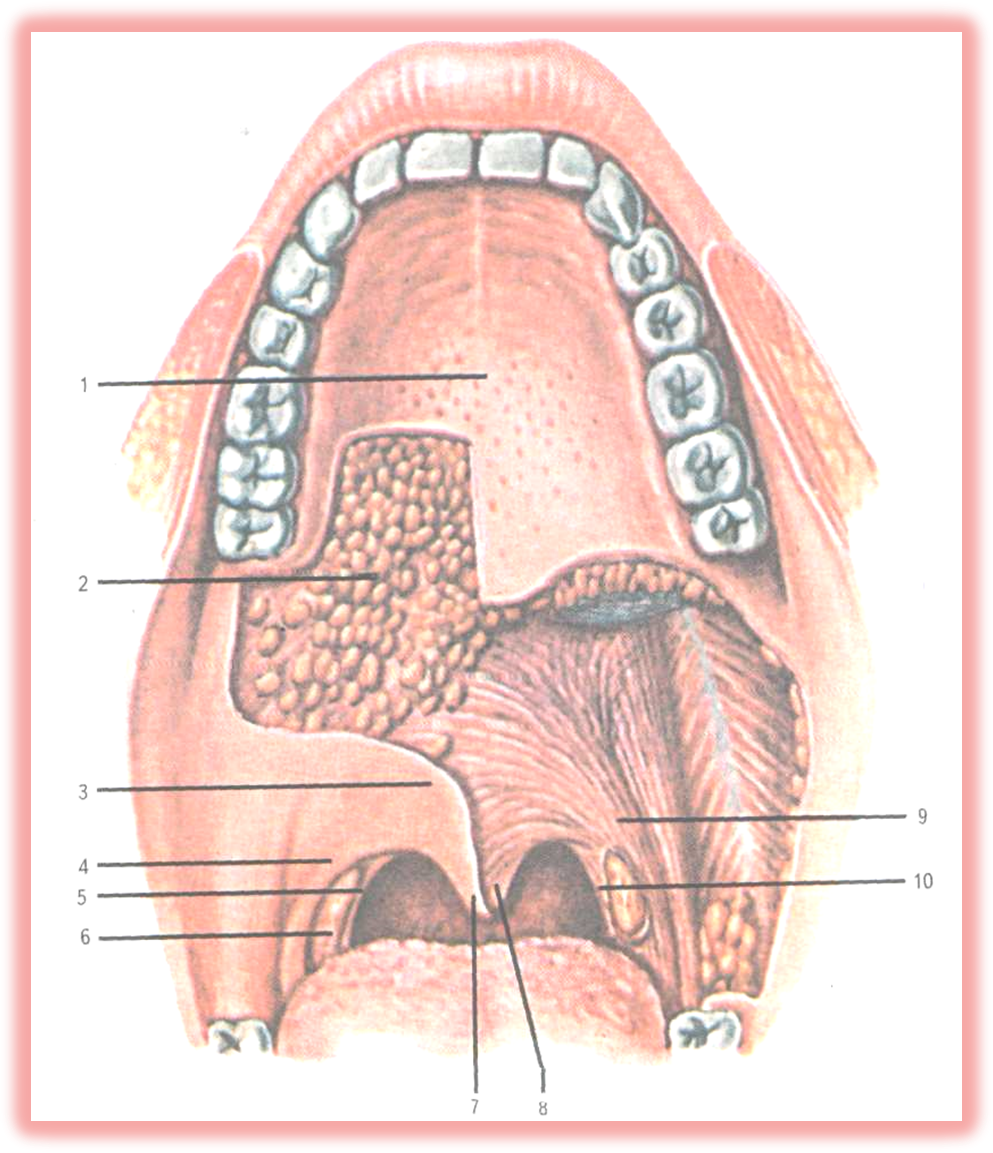 Верхняя стенка рта. Анатомия твердого неба верхней челюсти. Твердое и мягкое небо анатомия человека. Полость рта анатомия твердое небо.