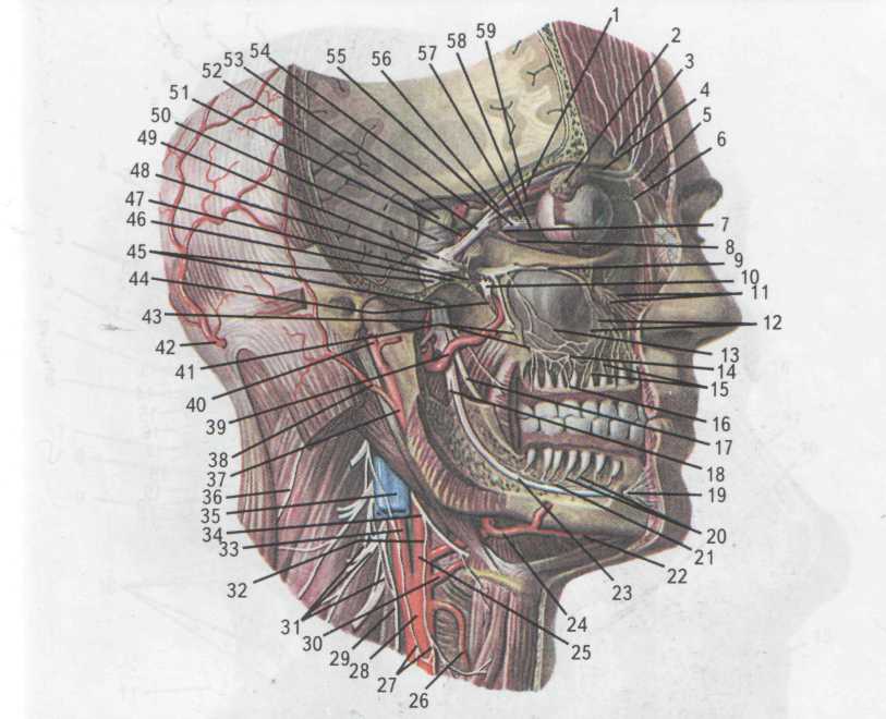 Нервы на лбу. Сосуды и нервы головы. Анатомия нервов головы. Схема нервов головы человека.