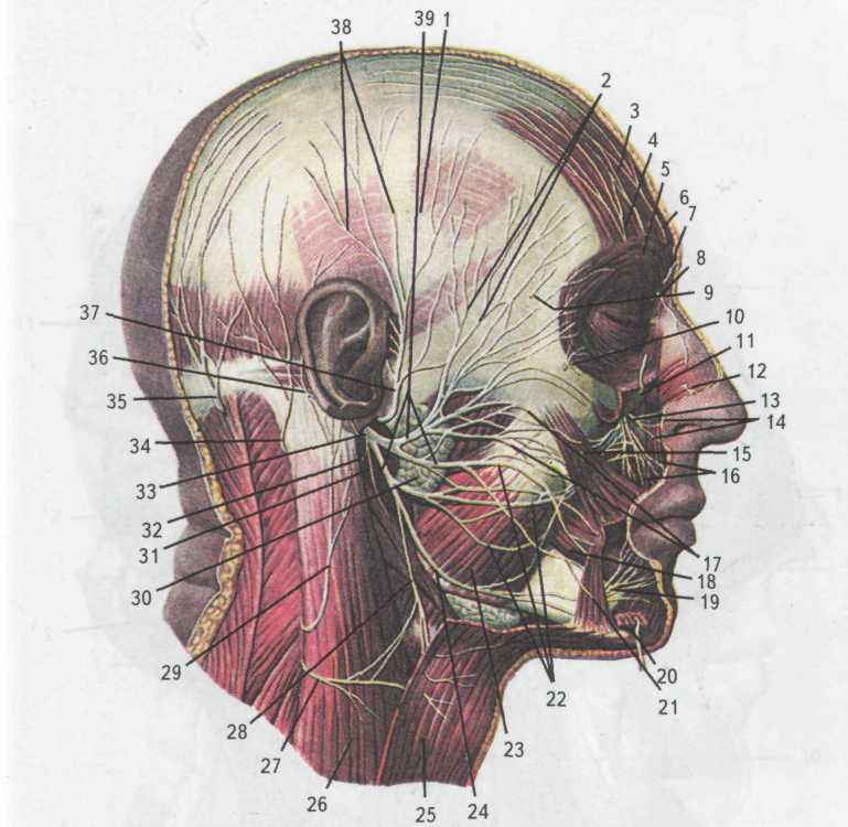 Лицевой нерв справа. Анатомия лицевого нерва Синельников. Лицевой нерв Синельников. Височная ветвь лицевого нерва иннервирует. Тройничный нерв височная мышца.