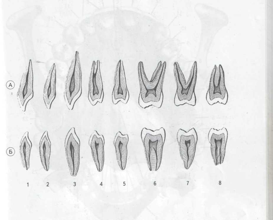 Зуб семерка верхний. Анатомия верхней челюсти стоматология. Корни зубов верхней челюсти схема.