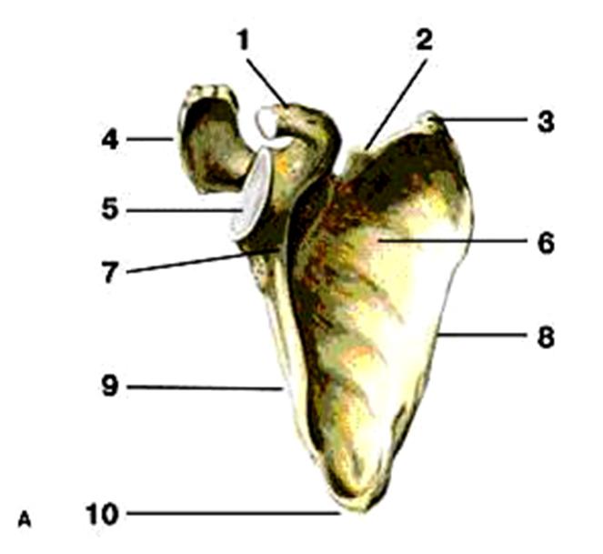 Передний верхний край. Лопатка анатомия Синельников. Кости верхней конечности лопатка. Шейка лопатки анатомия. Вентральная поверхность лопатки.