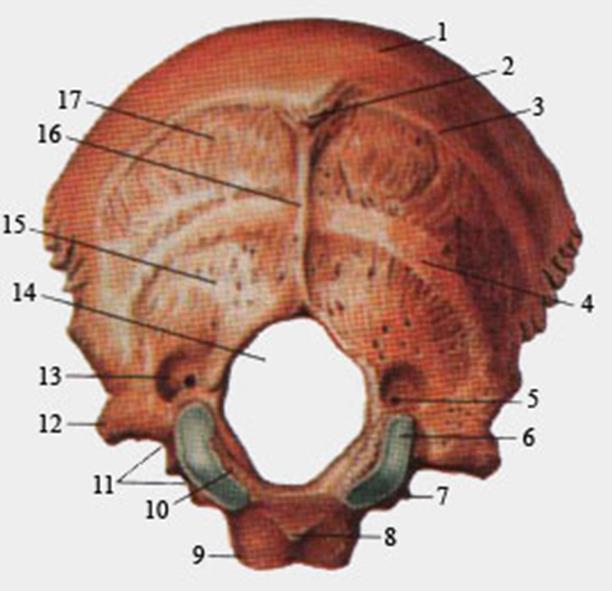 Задние кости черепа. Затылочная кость черепа анатомия. Верхняя выйная линия затылочной кости. Глоточный бугор затылочной кости. Нижняя выйная линия затылочной кости.