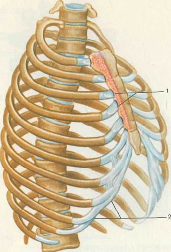 Соединение между ребрами. Грудино реберный сустав 2 ребра. Соединение ребер с позвоночником. Реберно-грудинное сочленение. Соединение ребер с грудиной.