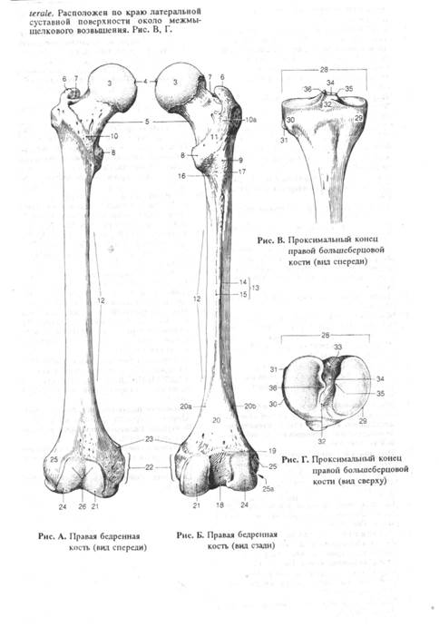 Сколько костей в бедре. Строение бедренной кости анатомия. Кости свободной части нижней конечности бедренная кость. Бедренная кость анатомия строение. Анатомия кости нижних конечностей бедренная.