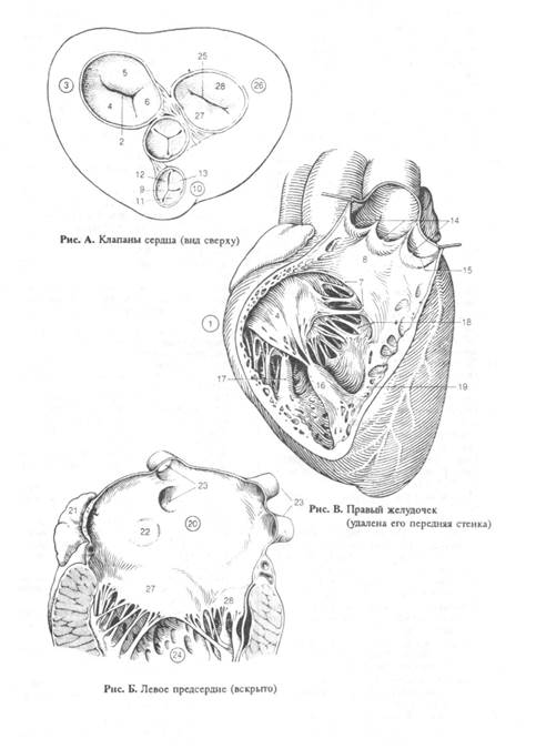 В правый желудочек сердца человека поступает. Клапаны сердца вид сверху. Правый желудочек сердца. Вскрытый правый желудочек. Правый желудочек анатомия.