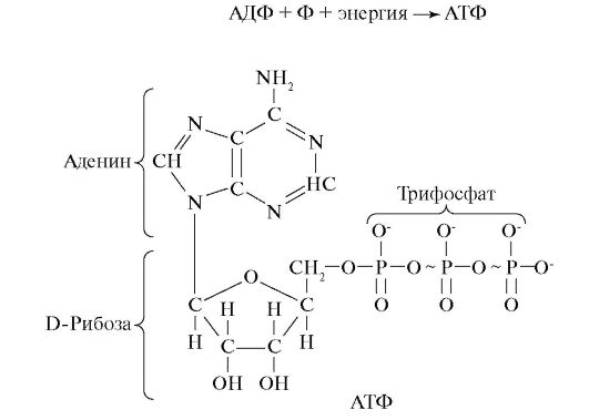 Атф фосфор. АТФ И АДФ формулы. АТФ И ГТФ строение. АДФ формула биохимия. АТФ формула структурная.