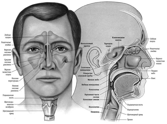 Части носа как называются человека схема