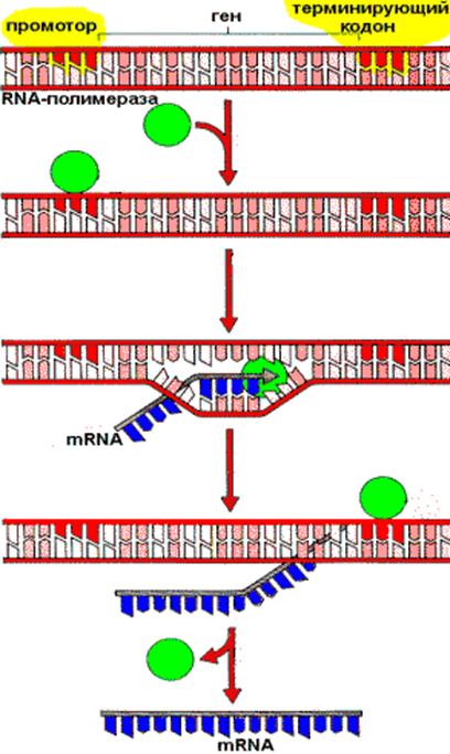 Промотор рнк полимеразы 3. Промотор биохимия. Терминирующие кодоны. Обратная транскрипция РНК.