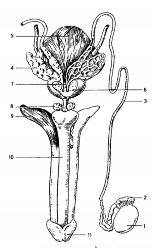 Органы половой системы мужчины. Топография семявыносящих протоков. Семявыносящий проток мочевой пузырь. Семявыносящий проток схема. Мужской семявыносящий проток анатомия.