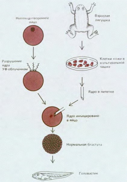 Детерминация клеток