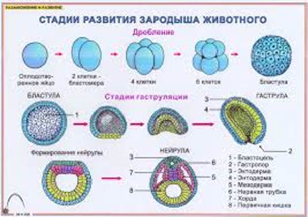 Тля стадии развития с фото