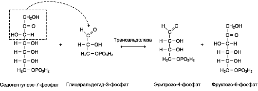 В неокислительной фазе рибулозо-5-фосфат обратимо превращается в рибозо .