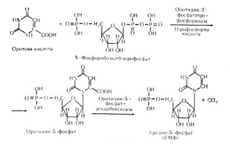 Схема образования дезоксицитидина