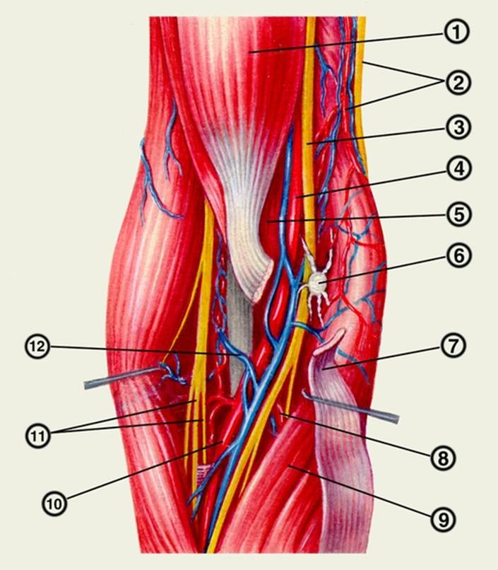 Локтевой сустав мышцы и сухожилия. Локтевой нерв анатомия топография. Сосуды локтевой ямки анатомия. Топография локтевой ямки вены. Топография локтевого сустава топографическая анатомия.