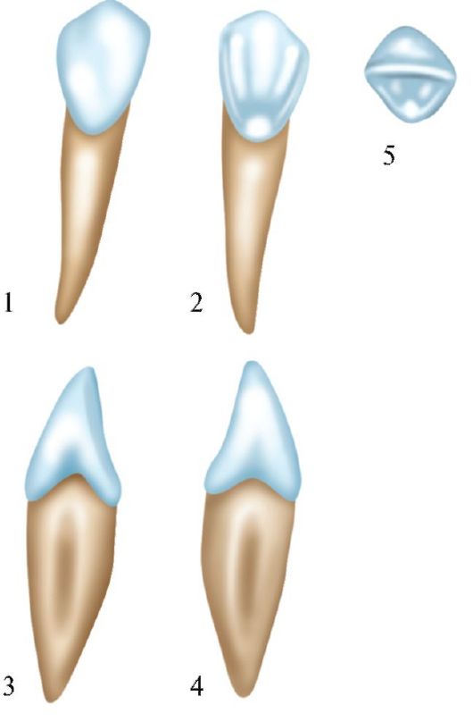 Клык сверху зубов. Клык верхней челюсти анатомия. Строение клыка нижней челюсти. Клык анатомия зуба нижней челюсти. Резцы верхней челюсти.