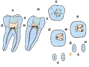 15 зуб каналы