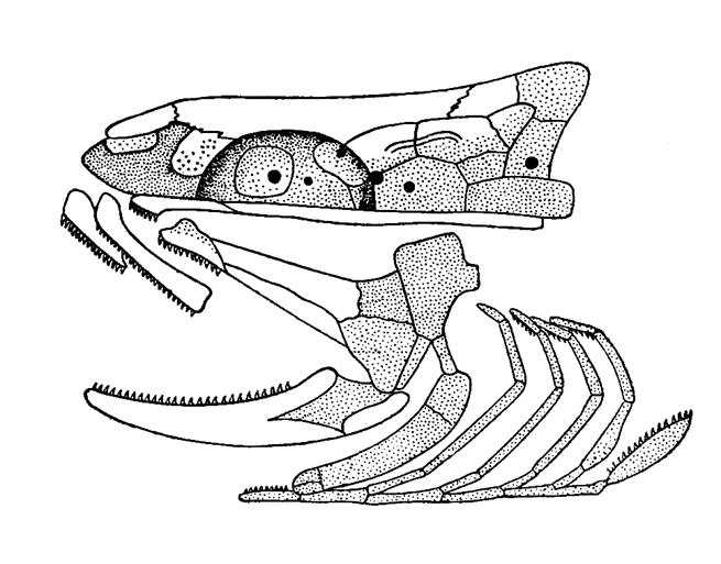 Висцеральный скелет. Строение черепа костистой рыбы. Строение черепа костных рыб. Схема расположения костей в черепе костистой рыбы. Висцеральный скелет костистой рыбы.