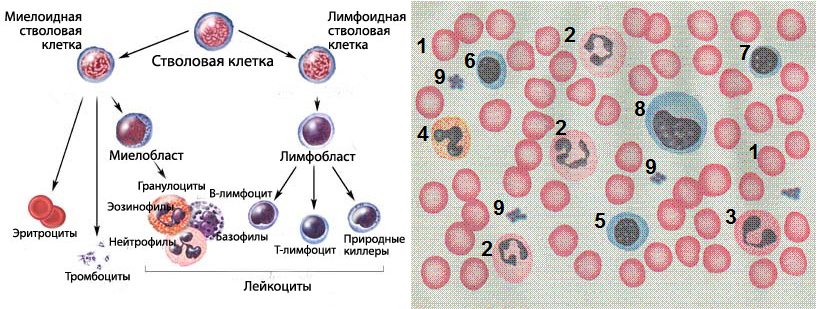 Деление клеток крови. Схема клеток крови образования лимфоциты. Клетки крови человека гистология. Лейкоциты гистология строение. Эритроциты тромбоциты лейкоциты гистология.