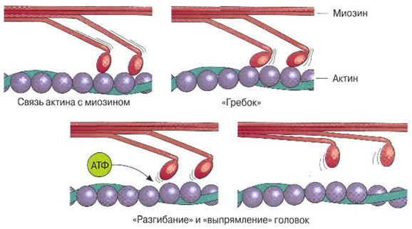 Сокращение актина и миозина. Актин миозин АТФ. Актин миозиновый комплекс. Строение миозиновых нитей. Актин и миозин в мышцах схема.