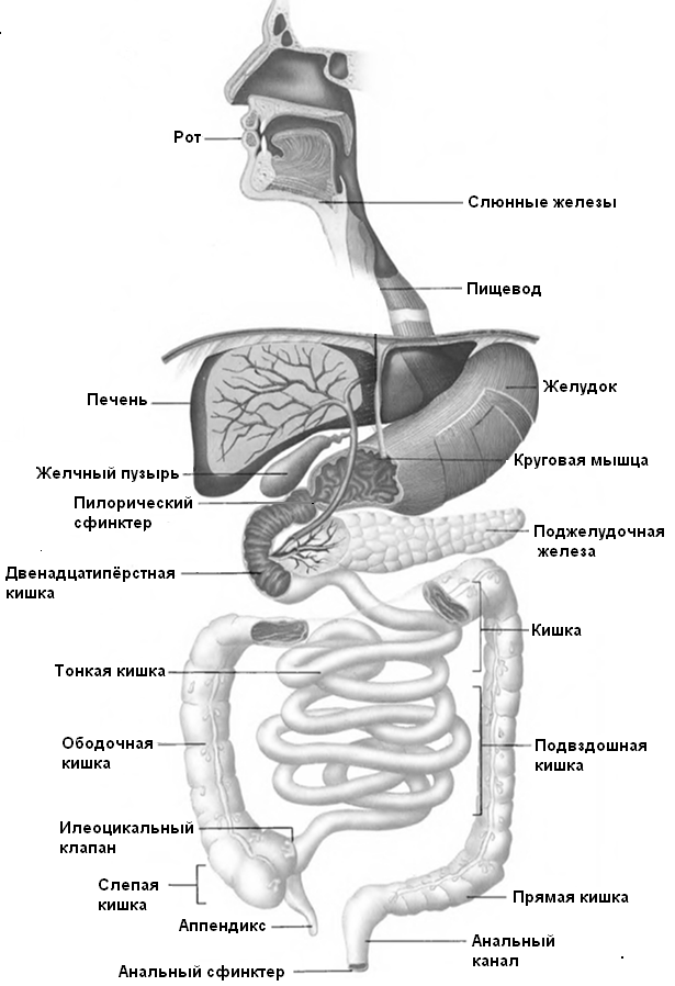 Строение желудочно-кишечный тракт человека анатомия. Схема пищеварительного тракта анатомия. Строение пищеварительно желудочного тракта.