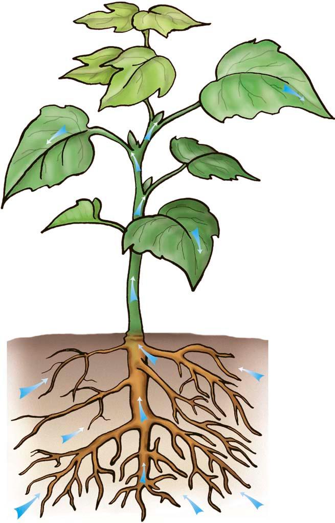 Движение воды в листьях. Корни растений. Корень ра. Корень растения для детей. Рисунок корня растения.