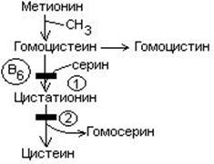 Метанин. Нарушение обмена метионина. Обмен серосодержащих аминокислот метионина и цистеина. Синтез серосодержащих аминокислот. Биологические функции метионина.