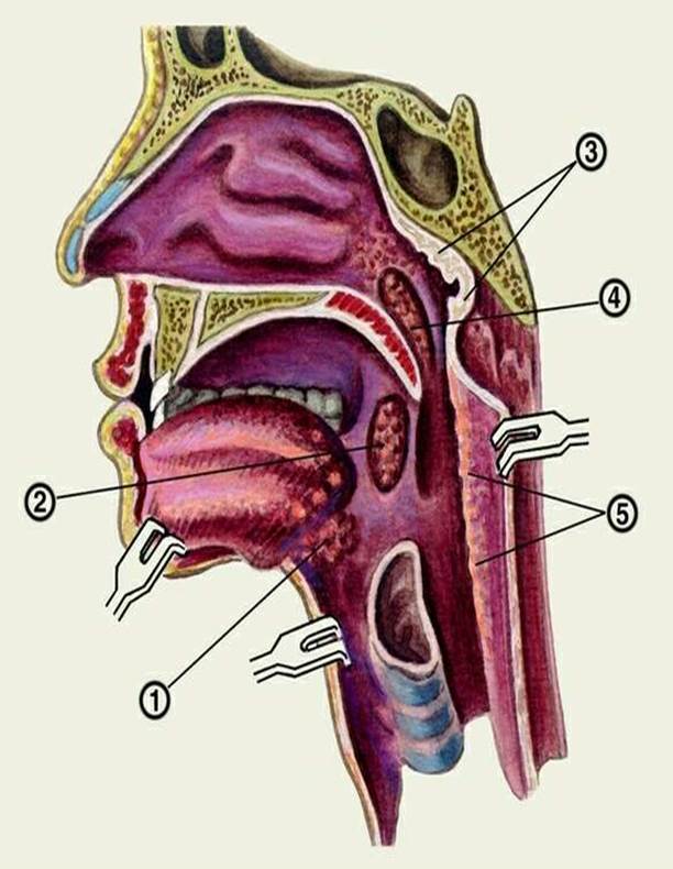 Глотка т. Носоглотка ротоглотка гортаноглотка. Ротоглотка анатомия миндалин. Носоглотка и ротоглотка строение. Гортаноглотка миндалины.