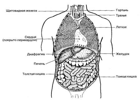 Единый план строения органов. Какой орган представлен на рисунке?. Органы со спины у человека схема расположения. Анатомическое расположение почек.