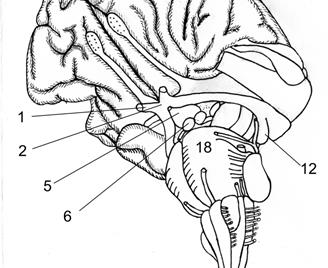 Коленчатые тела мозга. Перешеек ромбовидного мозга. Перешеек ромбовидного мозга анатомия коленчатые тела. Миндальные коленчатые тела. В ромбовидном мозге перекрещиваются.
