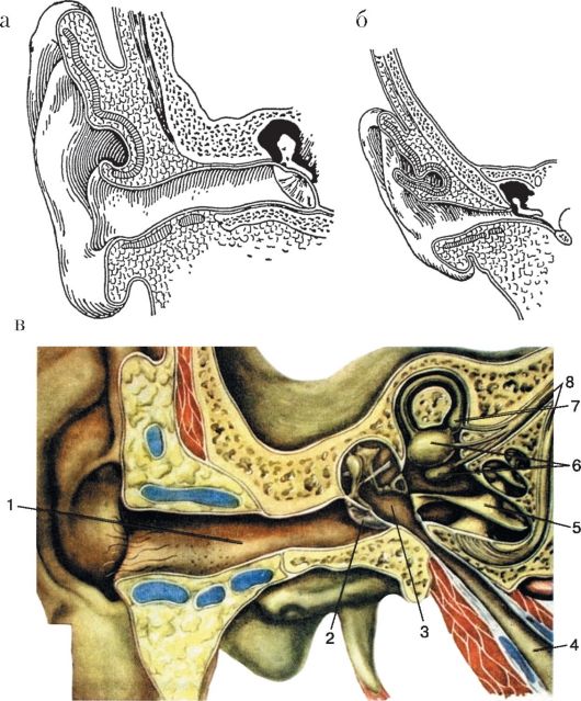 Клиническая анатомия уха