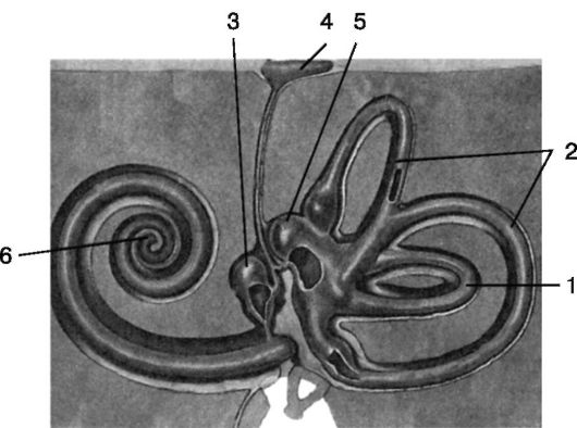 Улитка лабиринта внутреннего уха. Строение костного Лабиринта внутреннего уха. Перепончатый Лабиринт внутреннего уха. Костный Лабиринт полукружные каналы ножки. 1. Клиническая анатомия улитки внутреннего уха..