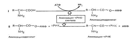 Белки синтезируются в результате реакции. Активация аминокислот. Реакция активации аминокислот рекогниция. Этапы активации аминокислот. Схема активации аминокислот.