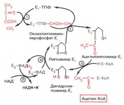 Схема окислительного декарбоксилирования пирувата