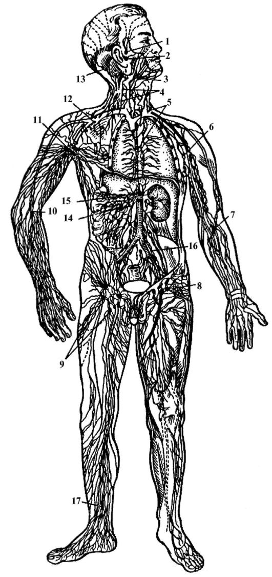 Лимфосистема. Лимфатическая система человека схема анатомия. Лимфатическая система человека схема узлов. Лимфосистема человека схема движения лимфы. Строение человека лимфоузлы.