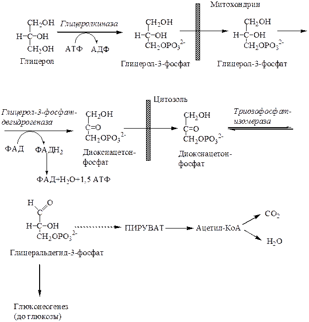 Окисление глицерина до со2 и н2о схема. Схема окисления глицерина. Схема окисления глицерола. Реакции катаболизма глицерола до со2 и н2о.