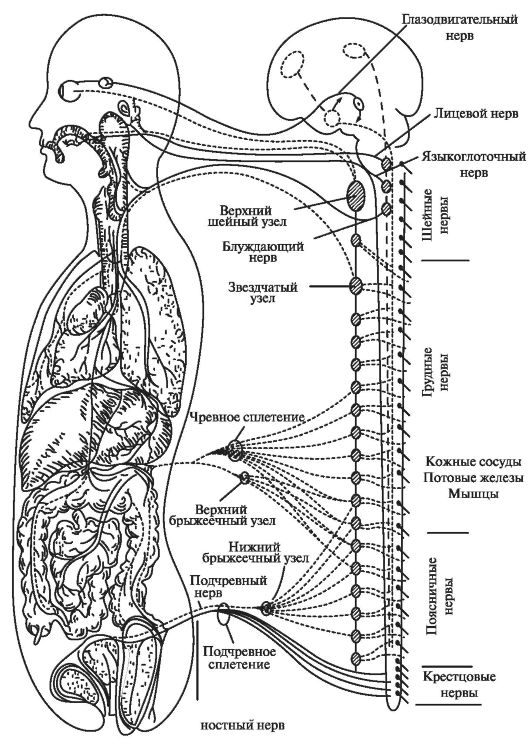 Периферический отдел симпатической. Симпатическая нервная система анатомия схема. Строение отделов ВНС схема. Центры вегетативной нервной системы анатомия. Вегетативная нервная система анатомия схема.
