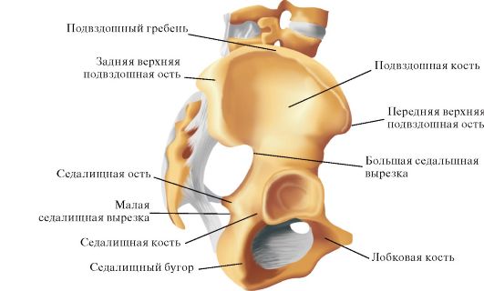 Большая подвздошная кость. Задняя верхняя подвздошная ость. Наружная губа гребня подвздошной кости. Передний верхний гребень подвздошной кости.