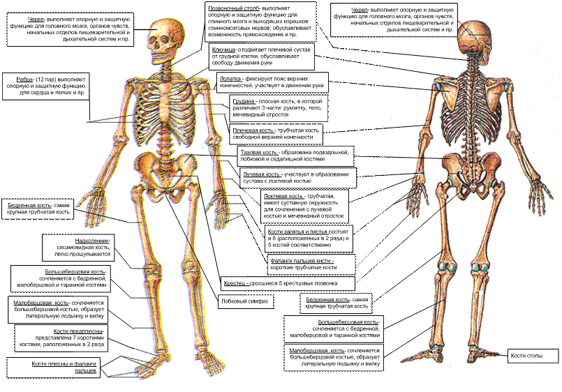Костная система человека схема. Анатомия Остеология кости. Костная система человека название костей. Анатомия скелета человека с названиями костей. Назовите указанные кости